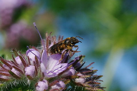 Large sweat bee, contemplating Halictus rubicundus on Phacelia tanacetifolia, bee's friend Geotagged,Halictus rubicundus,Spring,United States