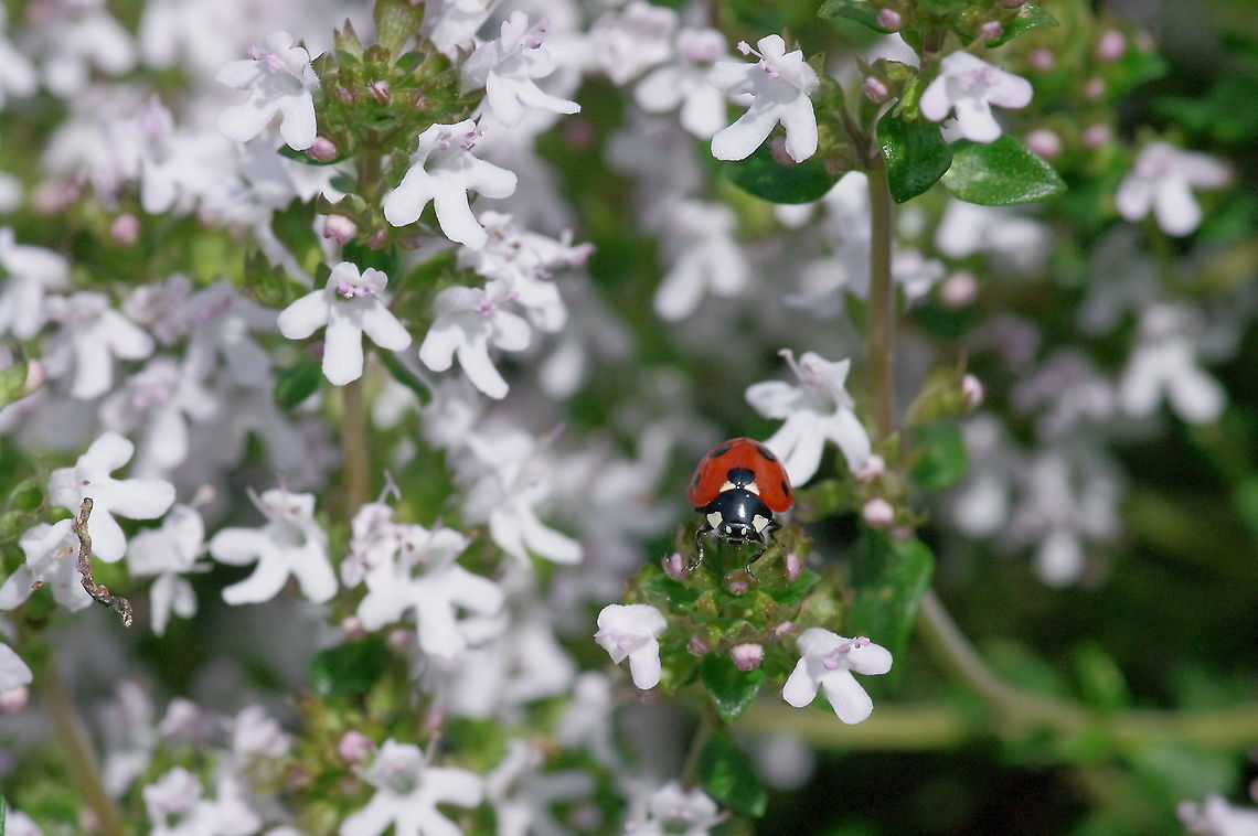 Seven spotted lady beetle Coccinella septempunctata on Rosemary officinalis Coccinella septempunctata,Geotagged,Spring,United States