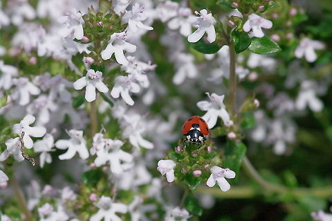 Seven spotted lady beetle Coccinella septempunctata on Rosemary officinalis Coccinella septempunctata,Geotagged,Spring,United States