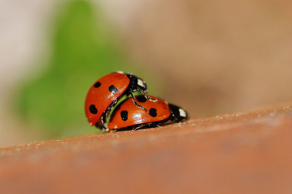 Mating seven spotted lady beetles Coccinella septempunctata. Per professor Merrill A. Peterson, author, "Pacific Northwest Insects": "This species was widely released in the 1970s and 1980s to control aphid on crops and has since become one of our most common lady beetles, to the detriment of native lady beetles, which have been outcompeted."  Coccinella septempunctata,Geotagged,Spring,United States