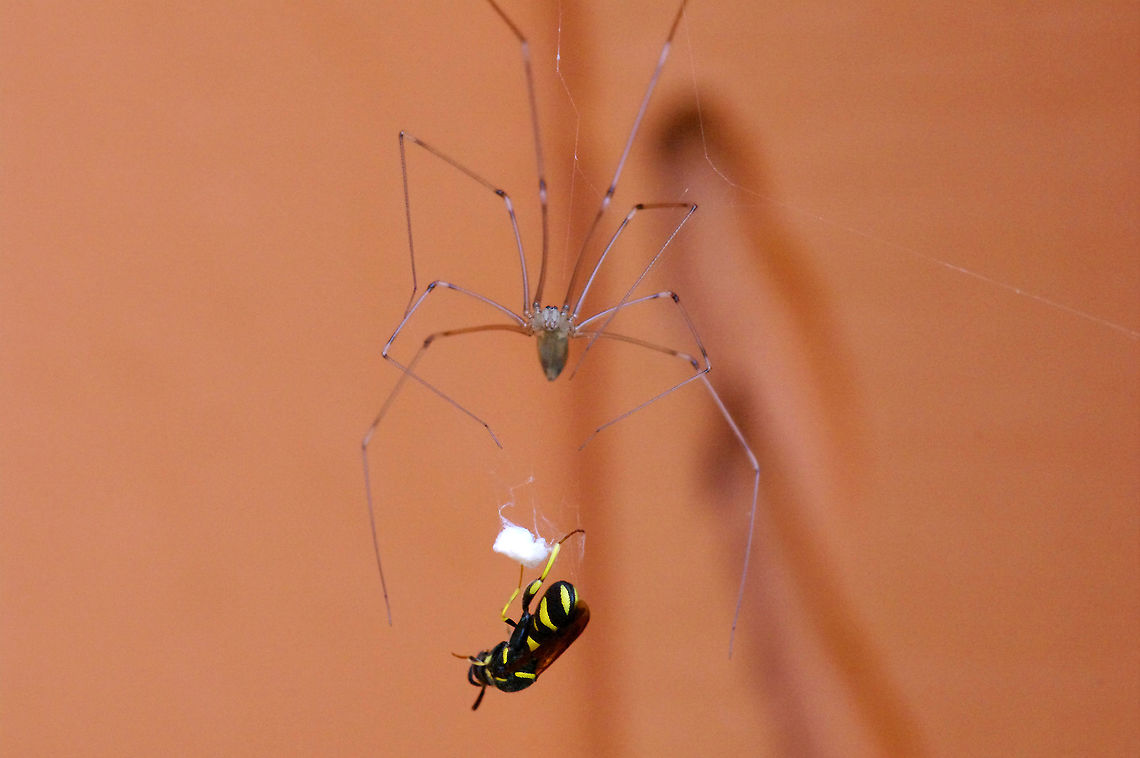 Long-bodied cellar spider with prey This Pholcus phalangioides was outside, in a covered corner of the south-facing exterior of the garage. Geotagged,Longbodied cellar spider,Pholcus phalangioides,Summer,United States