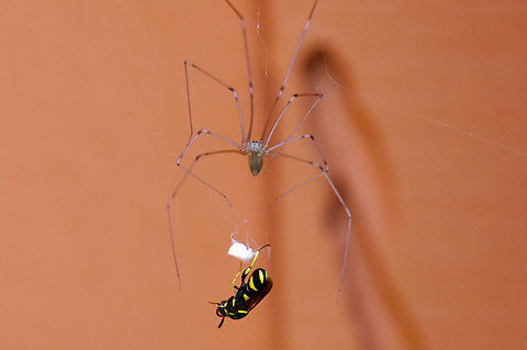 Long-bodied cellar spider with prey This Pholcus phalangioides was outside, in a covered corner of the south-facing exterior of the garage. Geotagged,Longbodied cellar spider,Pholcus phalangioides,Summer,United States