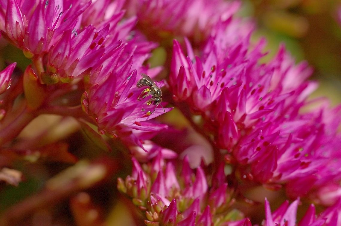 Andrena spp. Small ground-nesting bee on Sedum spurium flowers Geotagged,Summer,United States