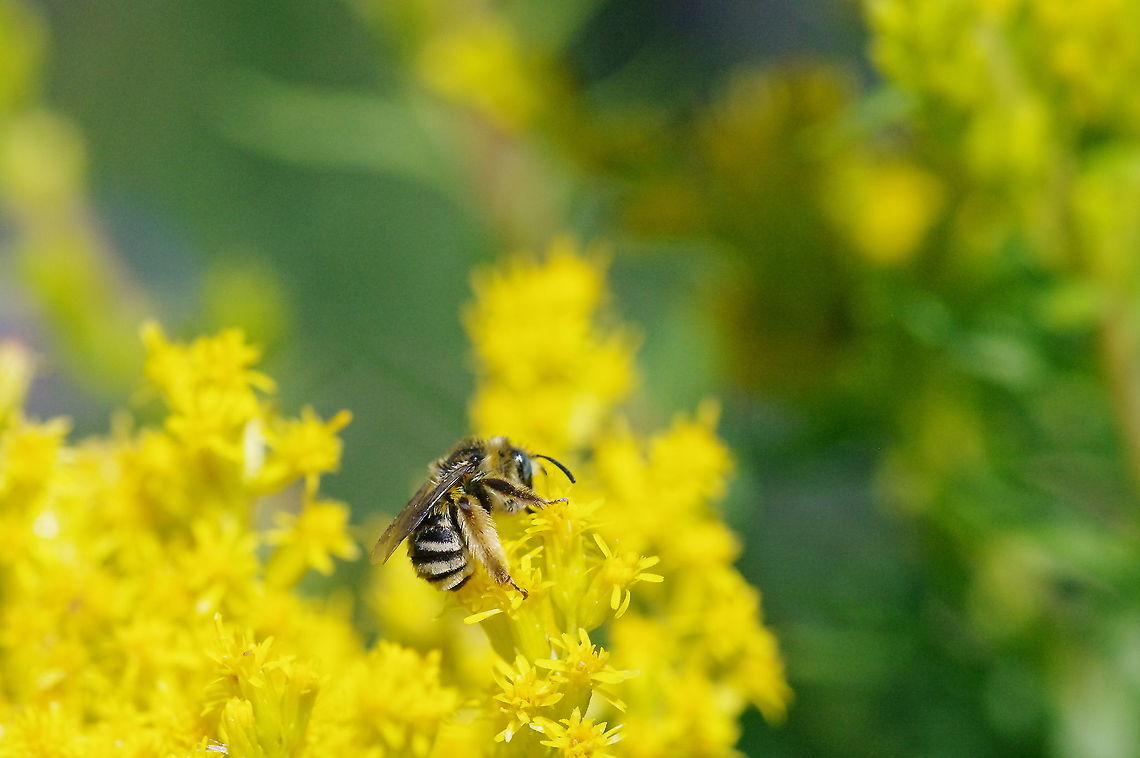Digger bee, do you dig it? Anthophora urbana on goldenrod, Solidago canadensis Anthophora urbana,Geotagged,Summer,United States