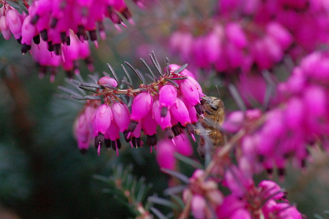 Honey bee sups on heather  Apis mellifera,Geotagged,United States,Western honey bee,Winter