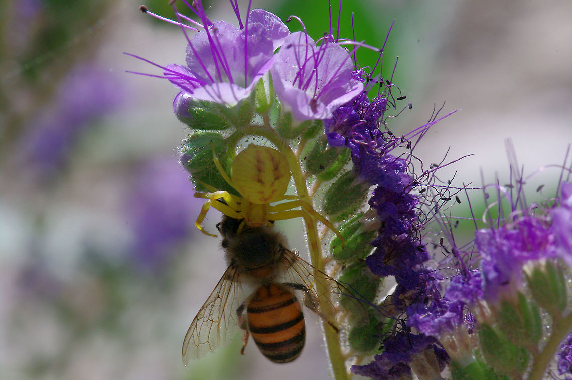 Crab spider with fly prey On desert Phacelia spp. Geotagged,Spring,United States
