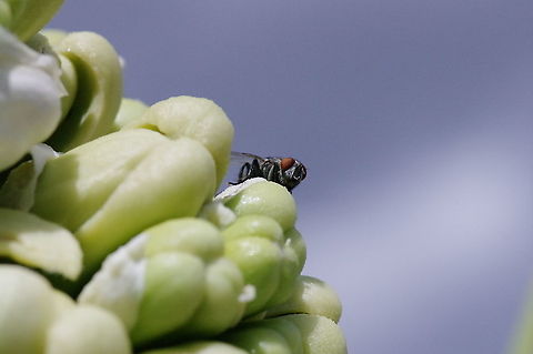 Friendly fly on Joshua tree blossoms  Geotagged,Joshua tree,Spring,United States,Yucca brevifolia