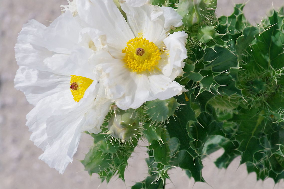 Prickly poppy on the dunes Argemone corymbosa, Death Valley Argemone corymbosa