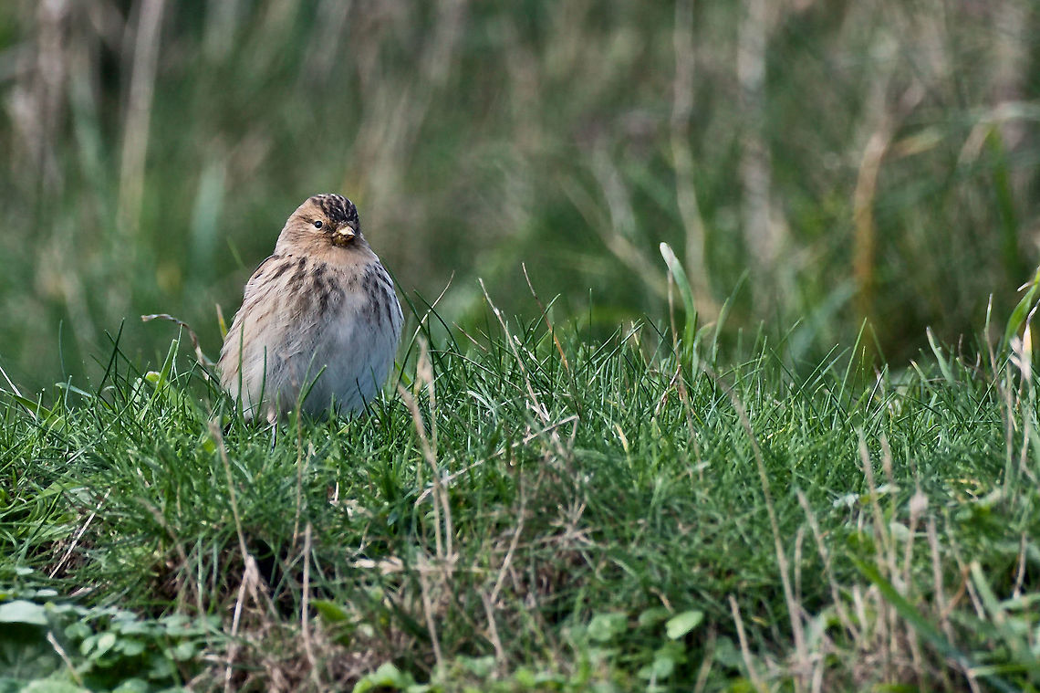 Linaria flavirostris seen at Helgoland Fall,Geotagged,Germany,Helgoland,Linaria flavirostris,Twite