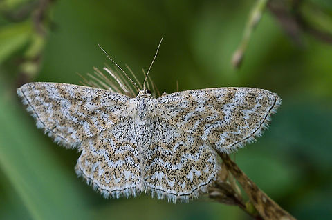 Scopula immorata tiny Butterfly in a garden Geotagged,Germany,Lewes wave,Scopula immorata,Summer