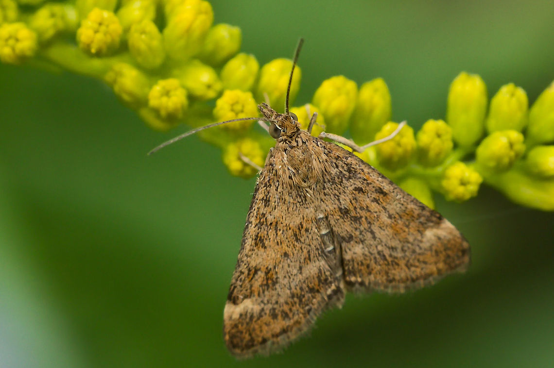 Pyrausta despicata another tiny one in a garden Geotagged,Germany,Pyrausta despicata,Straw-barred pearl,Summer