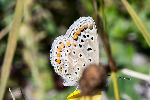 Eumedonia eumedon Butterfly Butterfly,Eumedonia eumedon,Geotagged,Germany,Summer