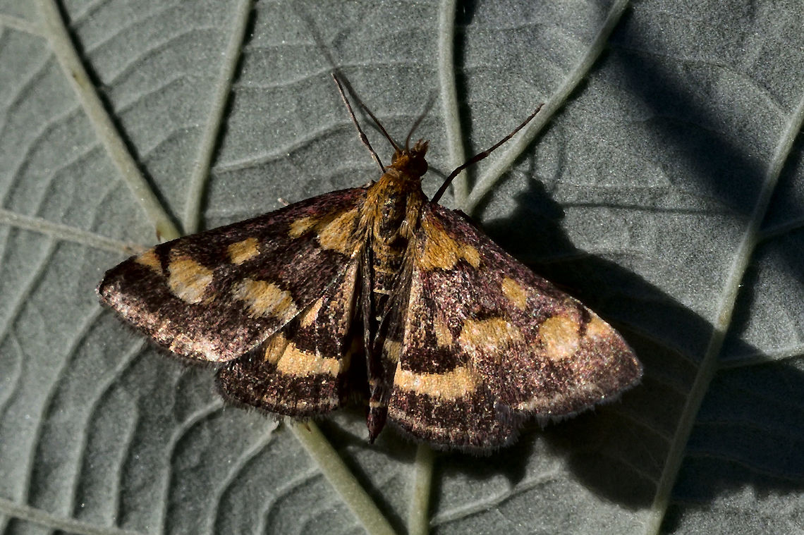 Pyrausta purpuralis 2nd generation without purpur (August) Geotagged,Germany,Purpurmott,Pyrausta purpuralis,Summer