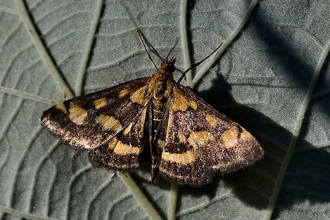 Pyrausta purpuralis 2nd generation without purpur (August) Geotagged,Germany,Purpurmott,Pyrausta purpuralis,Summer