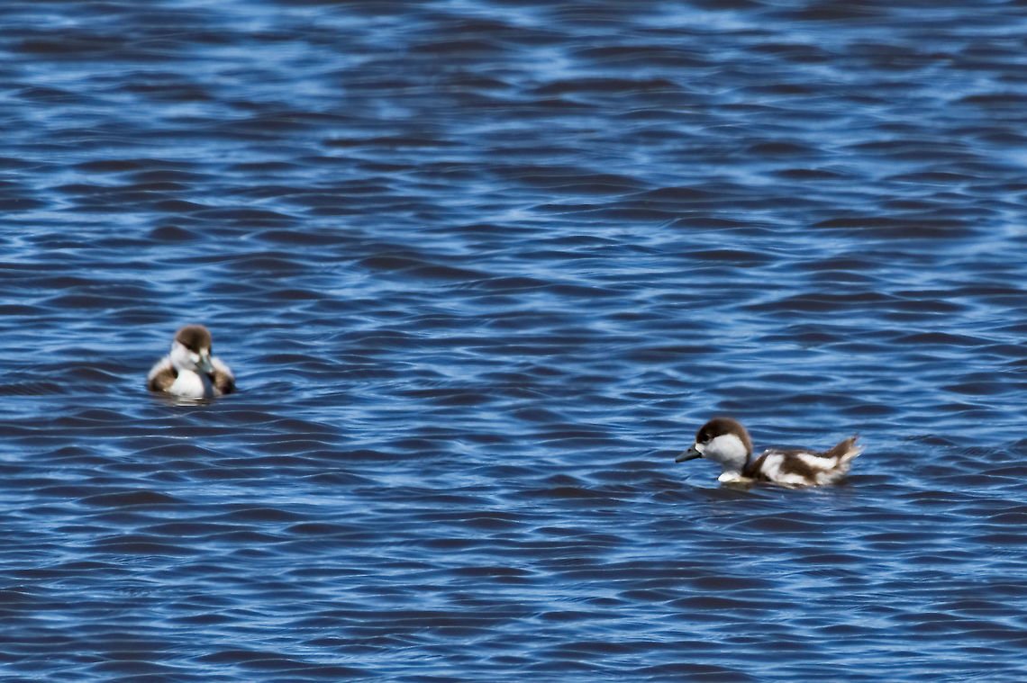South African Shelduck two juveniles two juveniles Geotagged,Namibia,South African Shelduck,Summer,Tadorna cana