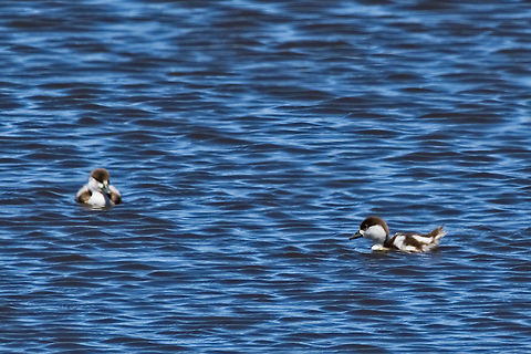South African Shelduck two juveniles two juveniles Geotagged,Namibia,South African Shelduck,Summer,Tadorna cana