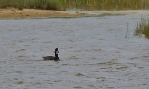 Southern pochard