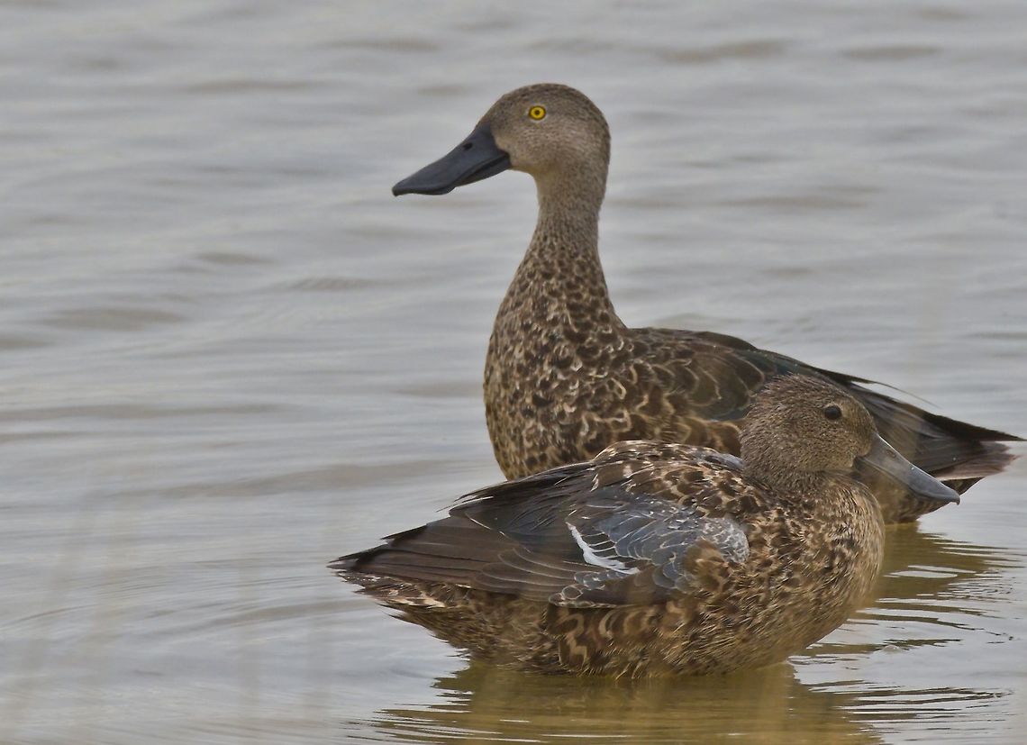 Cape Shoveler couple at Etosha NP Cape shoveler,Etosha NP,Fall,Geotagged,Namibia,Spatula smithii
