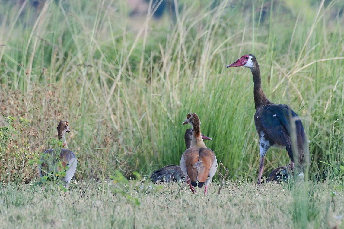 Spur-winged Goose also in Namibia, Caprivi stripe Fall,Geotagged,Namibia,Plectropterus gambensis,Spur-winged goose