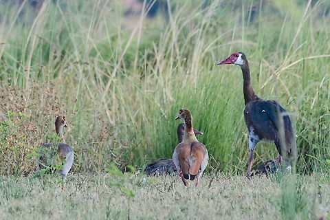 Spur-winged goose