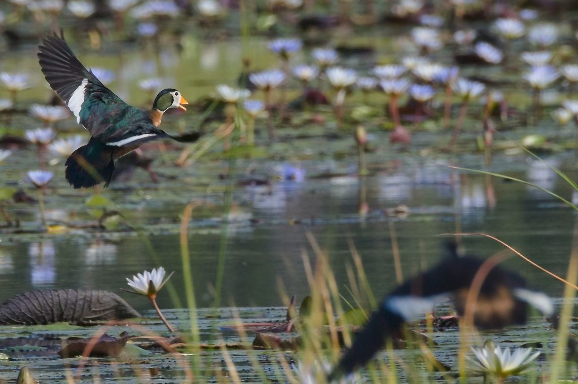 African Pygmy Goose couple flying off out of water lilies African pygmy goose,Fall,Geotagged,Namibia,Nettapus auritus