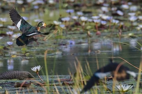 African Pygmy Goose couple flying off out of water lilies African pygmy goose,Fall,Geotagged,Namibia,Nettapus auritus