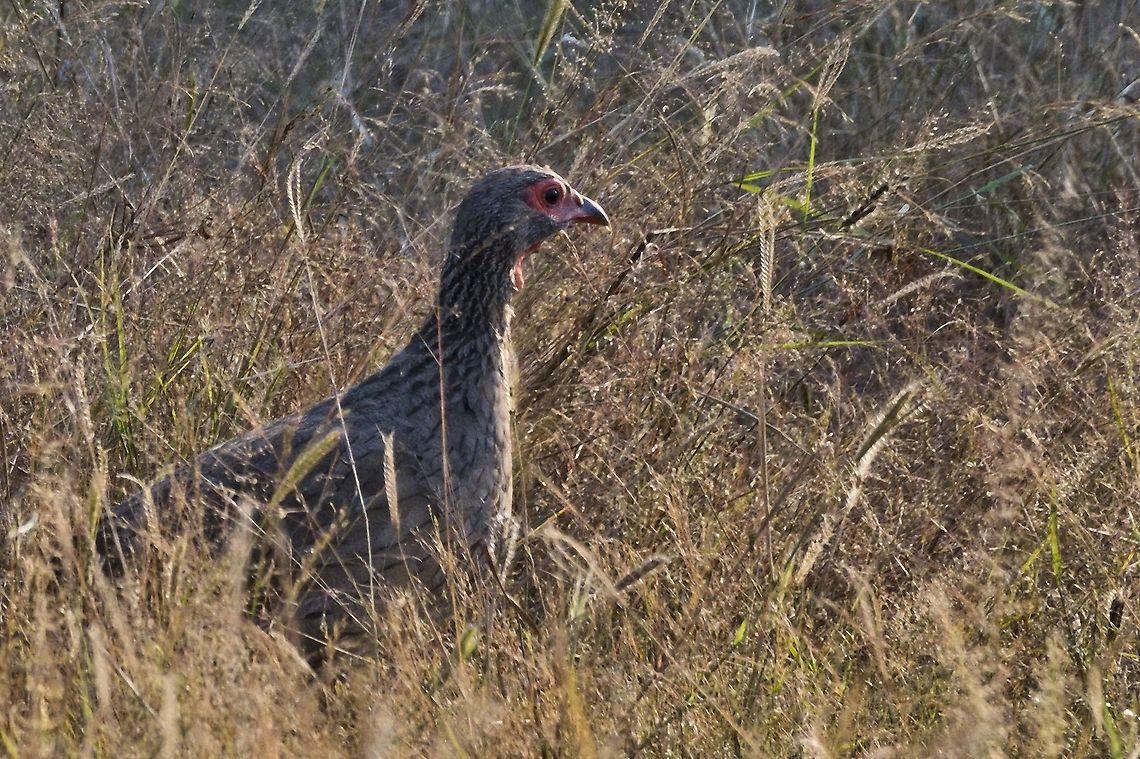 Red-necked Spurfowl Caprivi stripe Fall,Geotagged,Namibia,Pternistis afer,Red-necked spurfowl