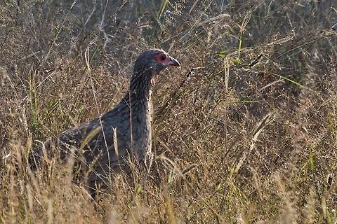 Red-necked Spurfowl Caprivi stripe Fall,Geotagged,Namibia,Pternistis afer,Red-necked spurfowl
