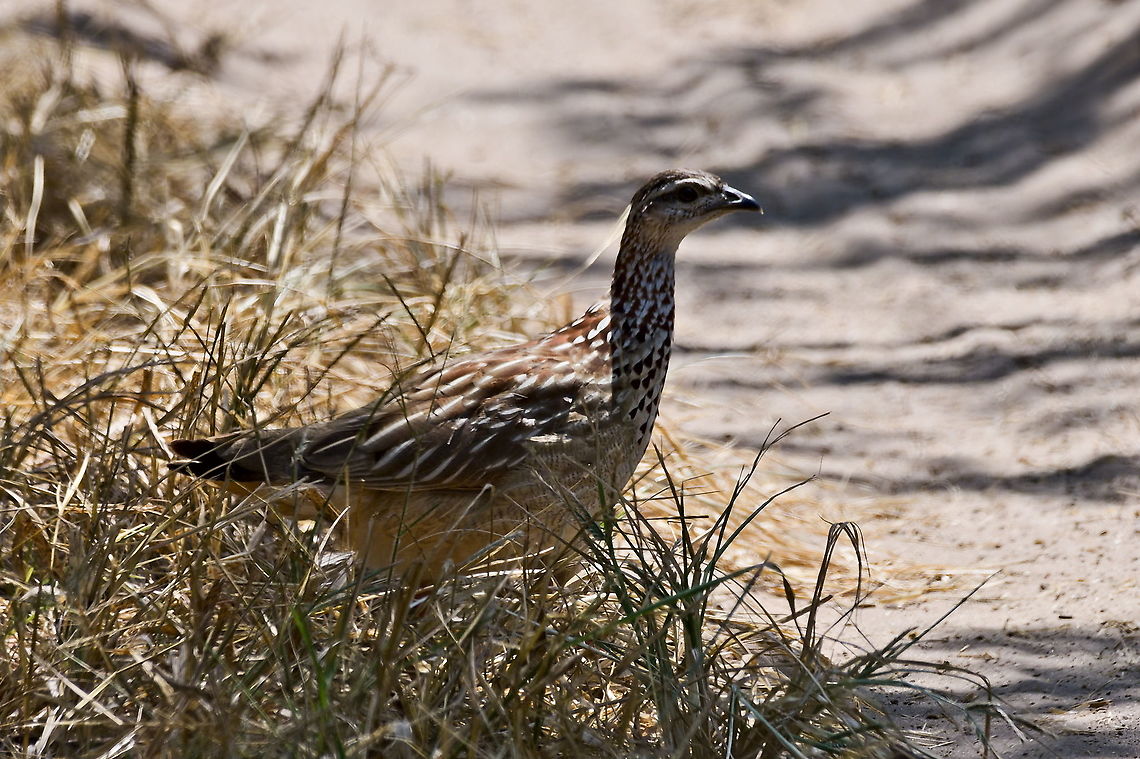 Crested Francolin  Crested Francolin,Dendroperdix sephaena,Fall,Geotagged,Namibia