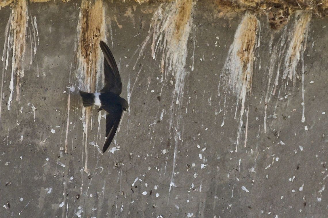 Little Swift flying off the nest below a bridge near Mariental Apus affinis,Geotagged,Little swift,Namibia,Summer