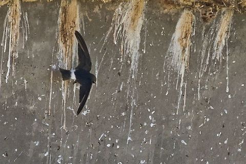 Little Swift flying off the nest below a bridge near Mariental Apus affinis,Geotagged,Little swift,Namibia,Summer