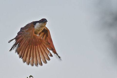 Senegal Coucal flying off from intruding photographer Centropus senegalensis,Fall,Geotagged,Namibia,Senegal coucal