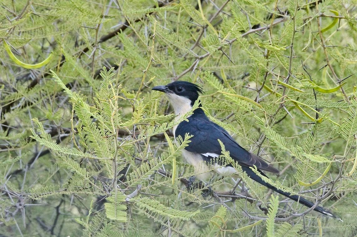Levaillants Cuckoo Clamator levaillantii Clamator levaillantii,Fall,Geotagged,Levaillants cuckoo,Namibia