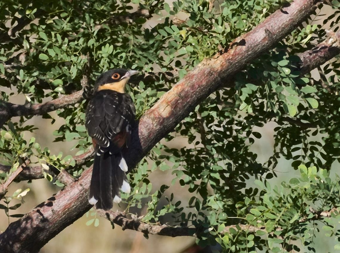 Great Spotted Cuckoo  Clamator glandarius,Geotagged,Great spotted cuckoo,Namibia,Summer