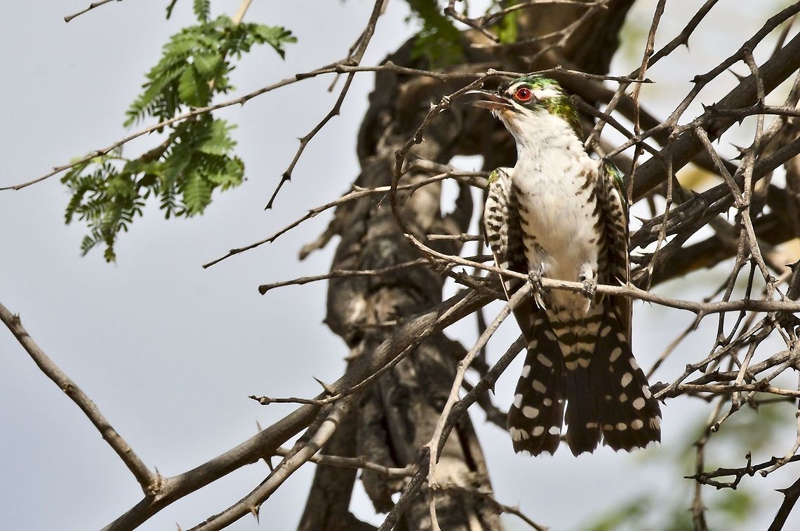 Diederick Cuckoo  Chrysococcyx caprius,Diederik cuckoo,Fall,Geotagged,Namibia