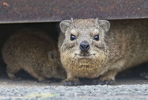 Klippschliefer Rock Hyrax, part of a family hiding in rainwater ran-off Geotagged,Namibia,Procavia capensis,Rock hyrax,Summer
