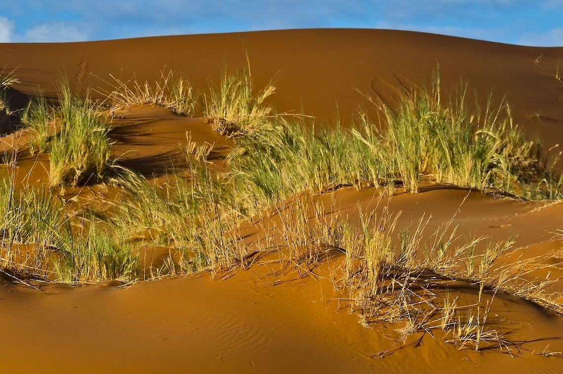 Stipagrostis sabulicola  Geotagged,Namibia,Stipagrostis sabulicola,Stipogrostis sabulicola,Summer