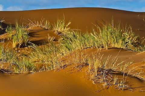 Stipagrostis sabulicola  Geotagged,Namibia,Stipagrostis sabulicola,Stipogrostis sabulicola,Summer