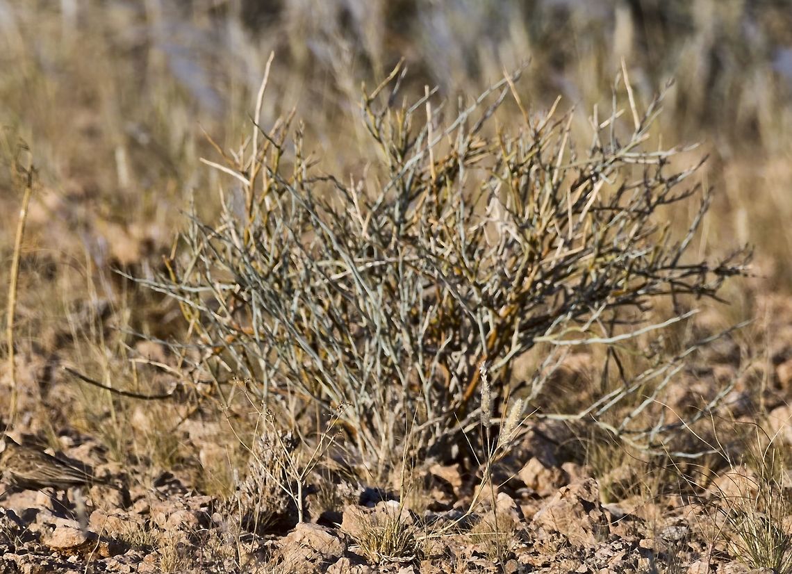 Stinkstrauch Boscia foetida  Boscia foetida,Fall,Geotagged,Namibia,Stink shepherds tree