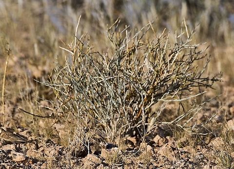 Stink shepherds tree