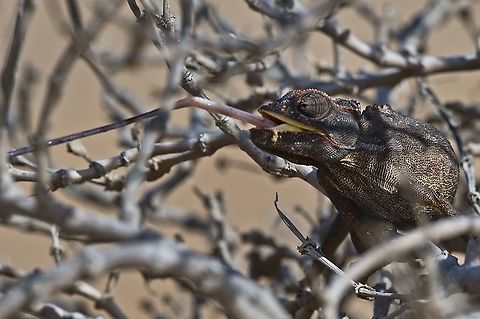 Tongue's out! Namaqua chameleon grabbing some food Chamaeleo namaquensis,Fall,Geotagged,Namaqua chameleon,Namibia