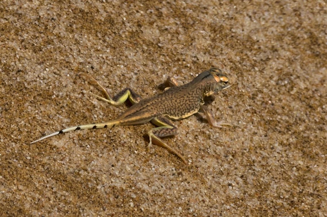 Meroles anchietae Shovel-snouted Lizard Living Desert Tour Fall,Geotagged,Meroles anchietae,Namibia,Shovel-snouted lizard