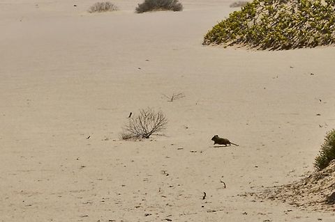 Littledales whistling rat