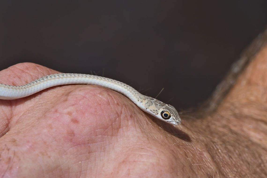 Namib Sand Snake Psammophis namibensis, quite close, during Living Desert Tour Fall,Geotagged,Namibia,Psammophis namibensis