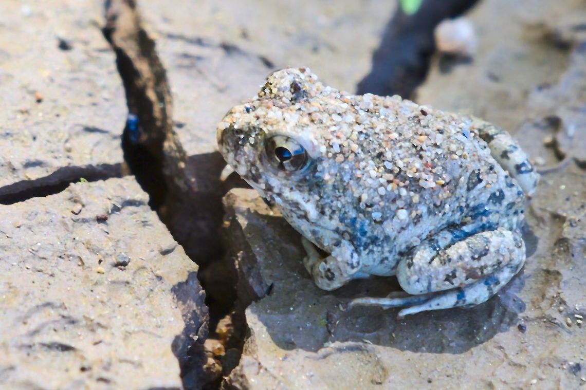 Omaruru Sand Frog Tomopterna krugerensis Fall,Geotagged,Knocking sand frog,Namibia,Tomopterna krugerensis