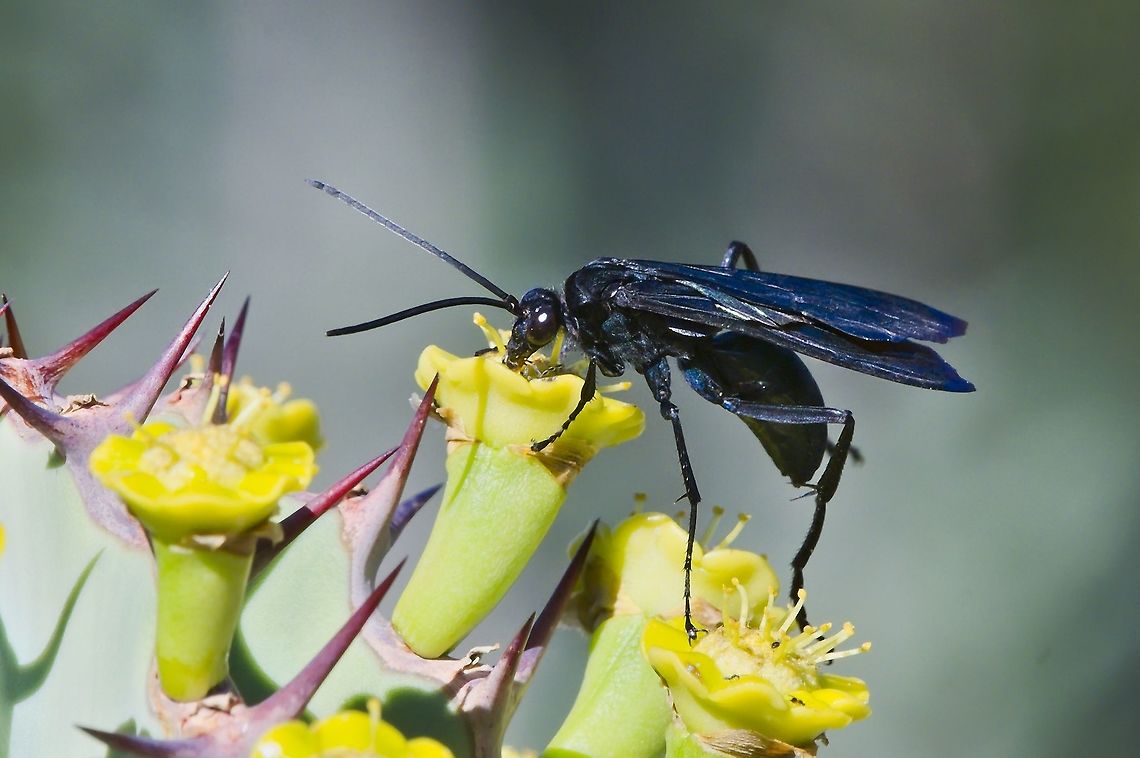Hemipepsis vindex spider wasp, description (Smith, 1855) Fall,Geotagged,Hemipepsis vindex,Namibia