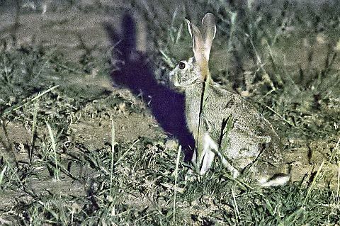 Cape hare Lepus capensis Cape hare,Fall,Geotagged,Lepus capensis,Namibia