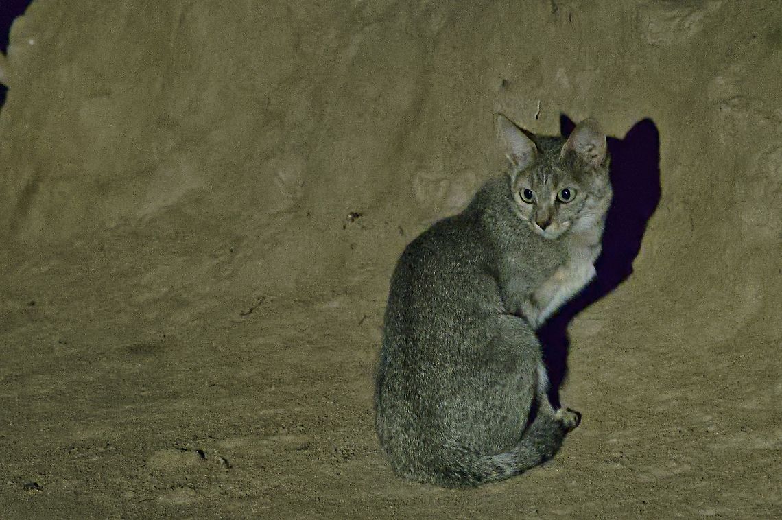 African wild cat Felis lybica, during night drive African wildcat,Fall,Felis silvestris lybica,Geotagged,Namibia