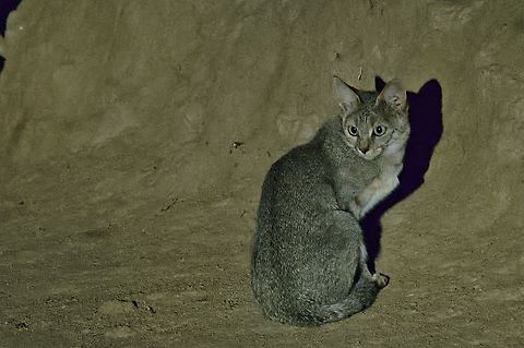 African wild cat Felis lybica, during night drive African wildcat,Fall,Felis silvestris lybica,Geotagged,Namibia