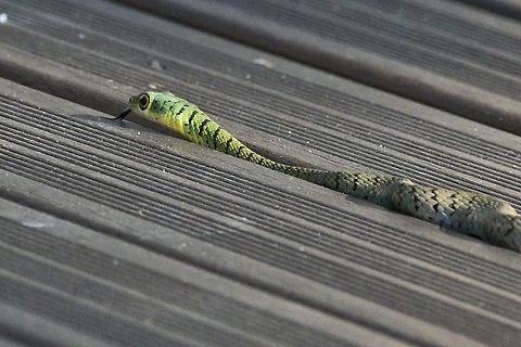 Spotted Bush Snake Philothamnus semivariegatus at the restaurant: to eat or to be eaten? Fall,Geotagged,Namibia,Philothamnus semivariegatus,Spotted bush snake